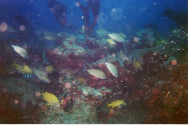Lisa's Underwater Pics